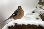 Bogfinke i sne - fotos af fugle